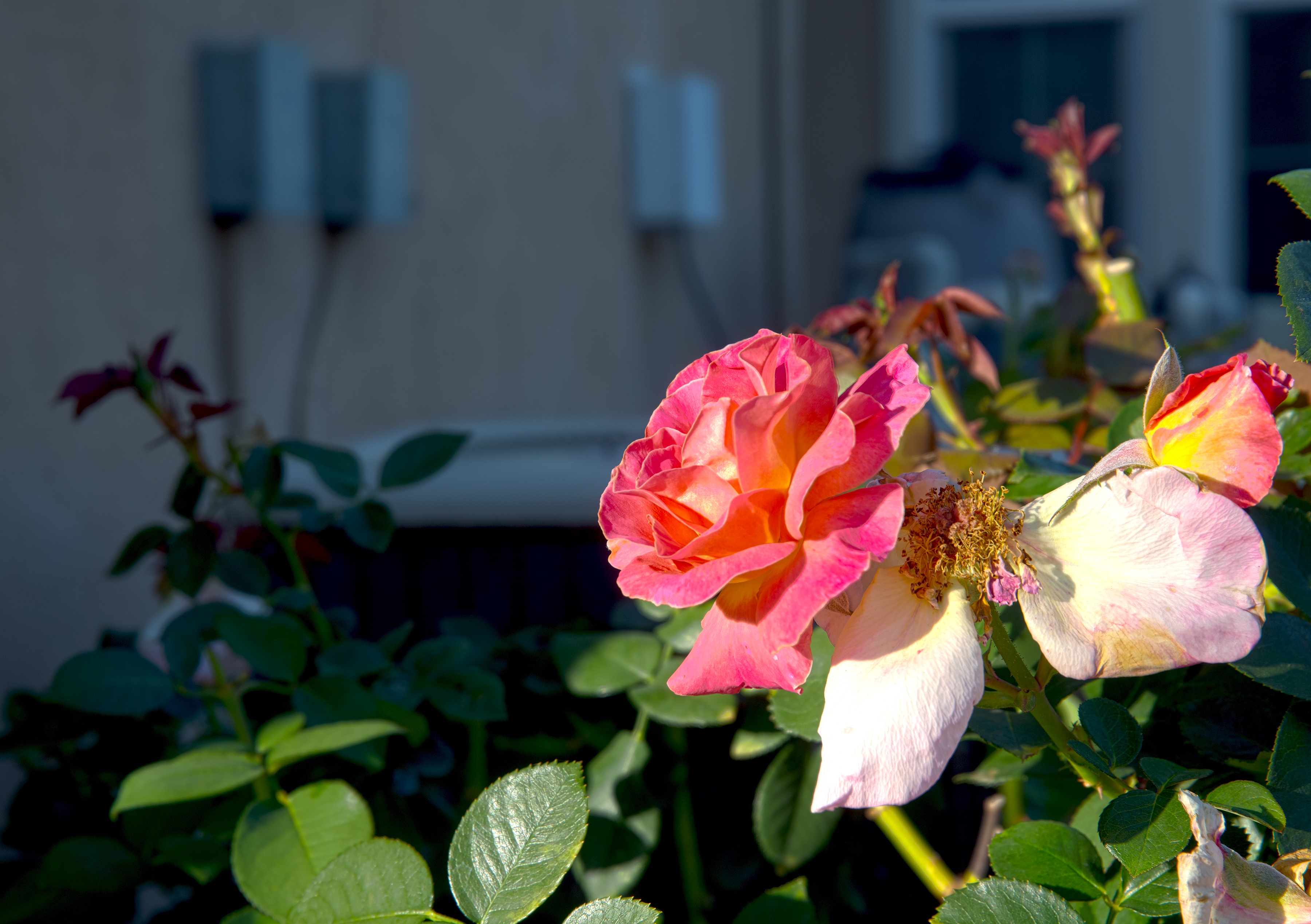 Photography piece 8
